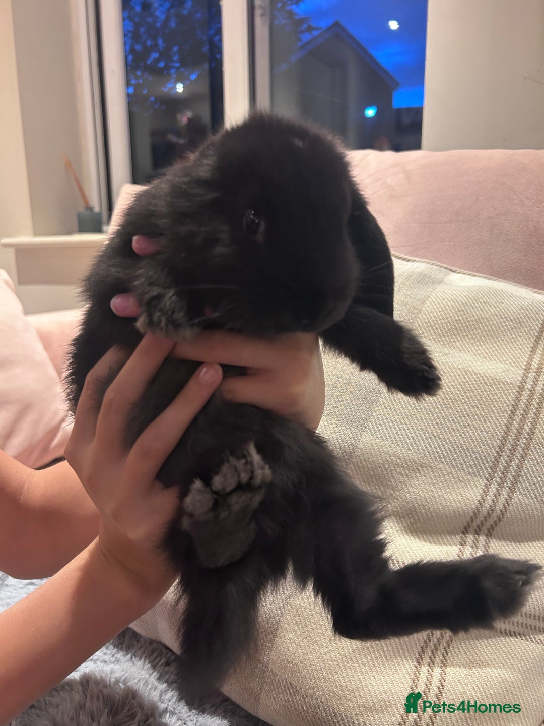 French Lop rabbits for sale: Pure bred French lop bunnies - Image 11