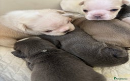 French Bulldog dogs for sale: Kc registered French bulldogs  - Image 12