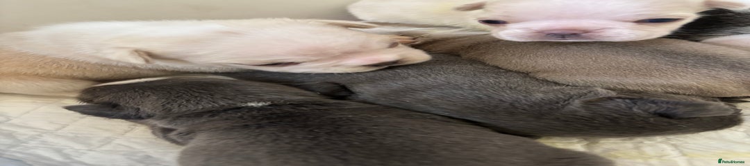 French Bulldog Puppy 2