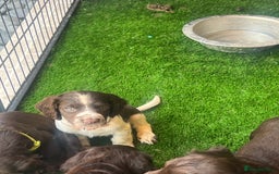 Cocker Spaniel dogs for sale: 🐾 Gorgeous working Cocker Spaniel puppies 🐶  - Image 10
