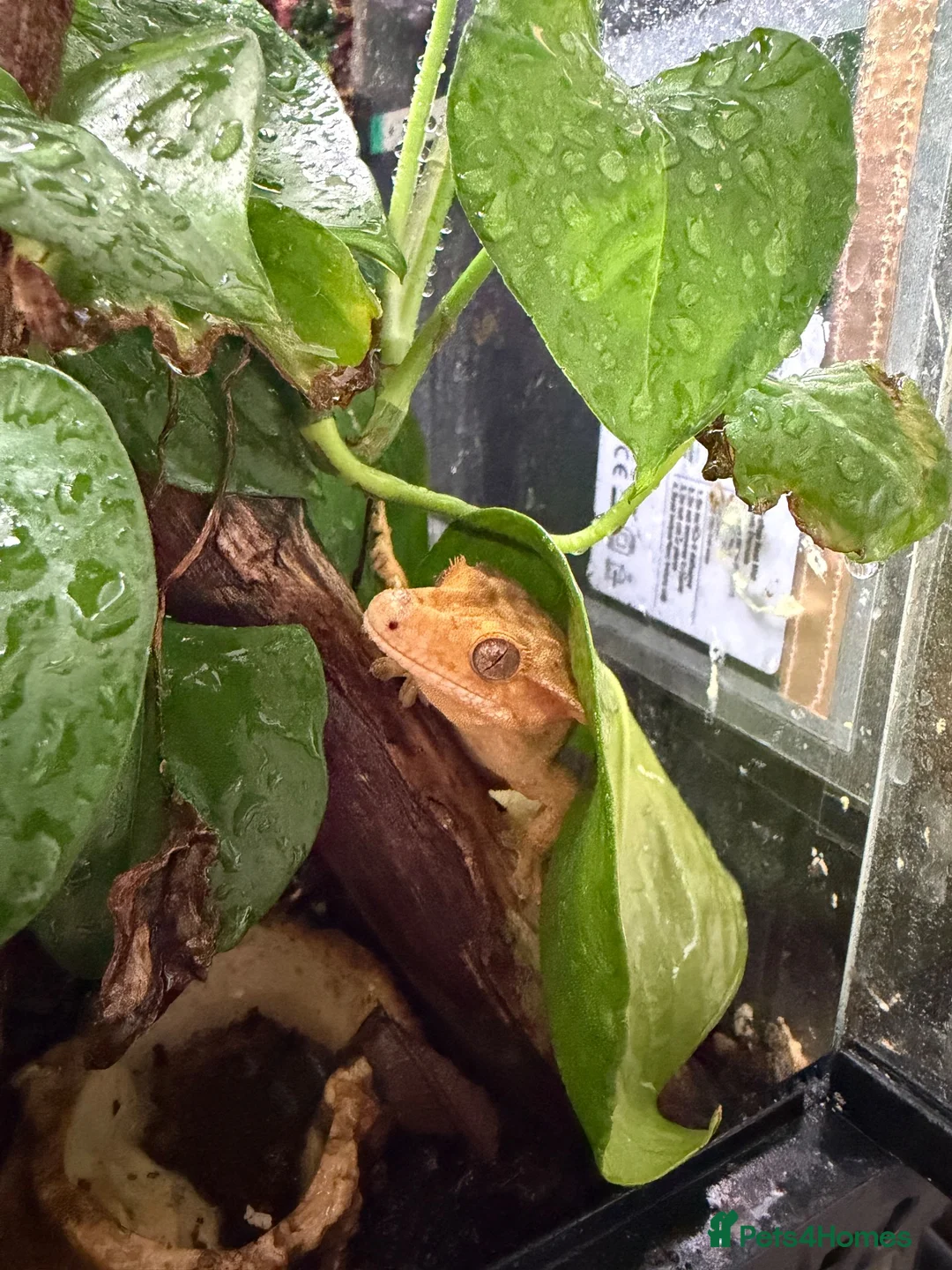 Gecko reptiles for sale: 2 crested geckos  in Runcorn - Advert 1