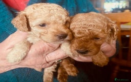 Toy Poodle dogs for sale: lyncham toy poodles  - Image 2
