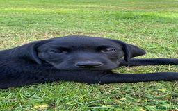 Labrador Retriever dogs for sale: KC health tested Labrador puppies  - Image 1