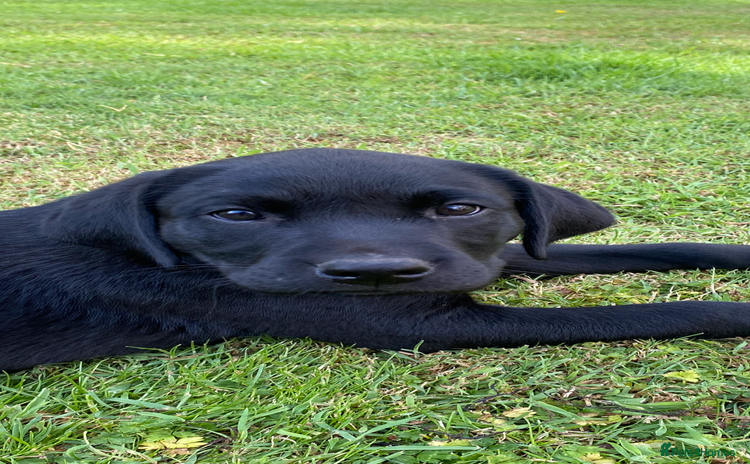 Labrador Retriever dogs - Advert 4