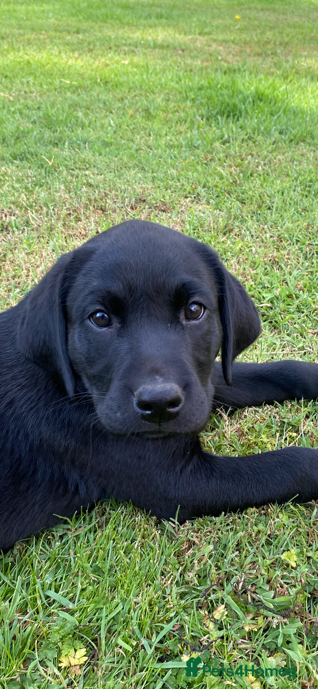 Labrador Retriever dogs for sale: KC health tested Labrador puppies  - Image 1