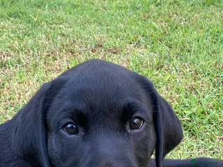 Labrador Retriever dogs - Advert 3