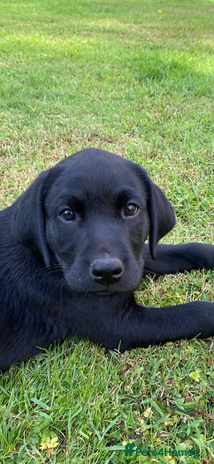 Labrador Retriever dogs - Advert 3