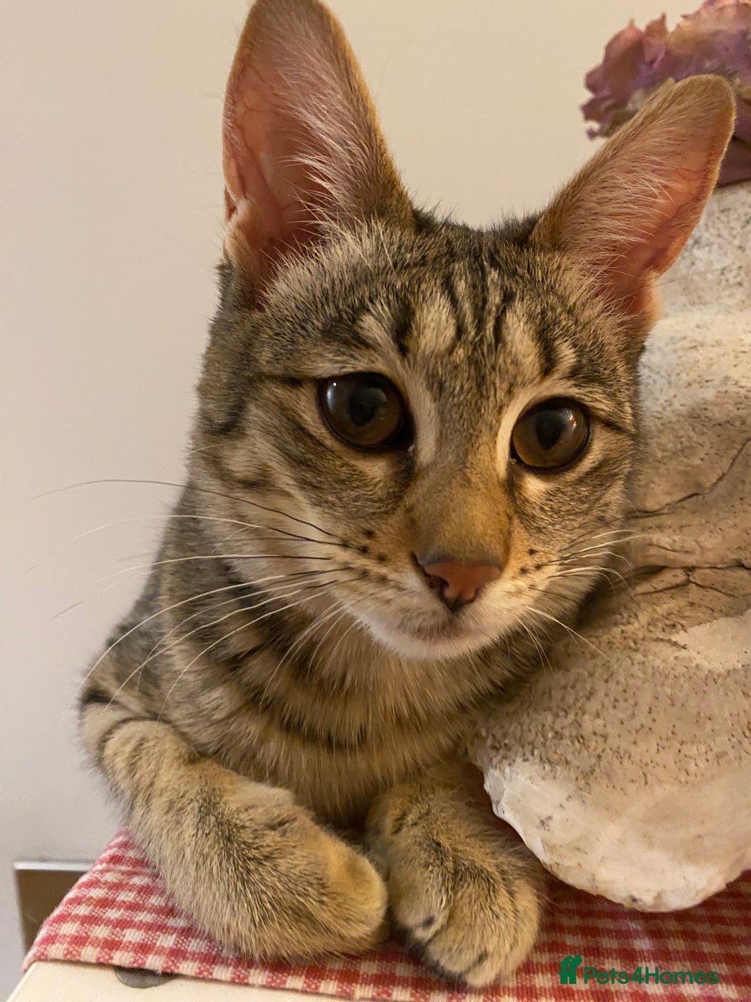 Savannah cats for sale: PDGREE BROWN SPOT  LOVIN SAVANNAH GIRL F5SBT - Advert 19