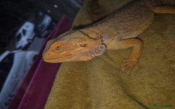 Bearded Dragon reptiles for sale: Bearded dragon - Image 1