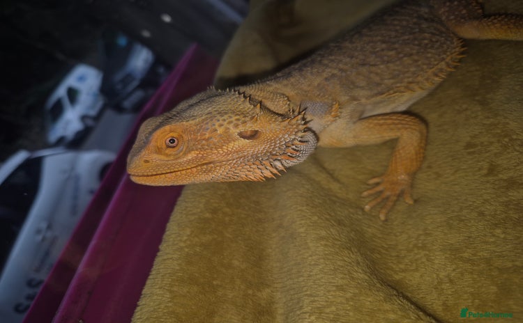Bearded Dragon reptiles - Advert 3