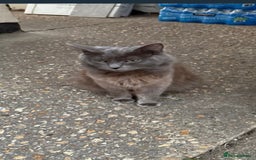 Ragdoll cats for sale: 7 week old ragdoll kittens sale  - Image 3