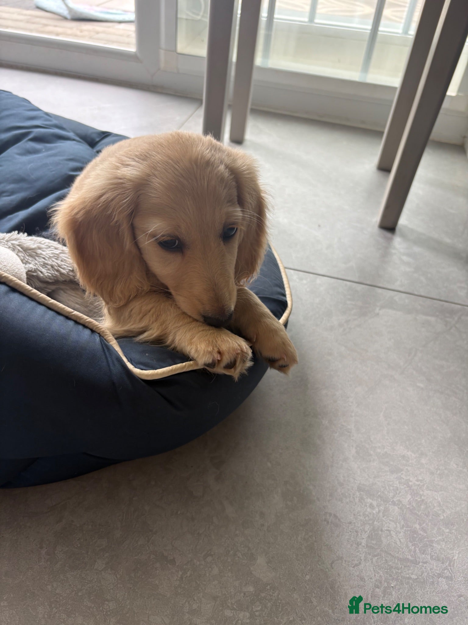 Miniature Dachshund dogs Cream Boy Long haired miniature dachshund - Advert 18