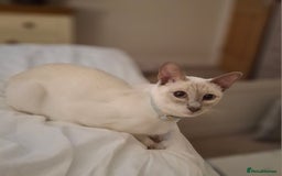 Ragamese cats for sale: Ragamese lilac kittens - Image 17