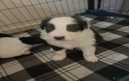 Border Collie dogs for sale: Border collie boy - Advert 8