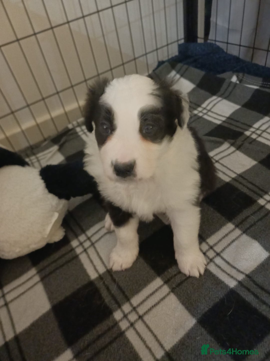 Border Collie dogs for sale: Border collie boy - Advert 8