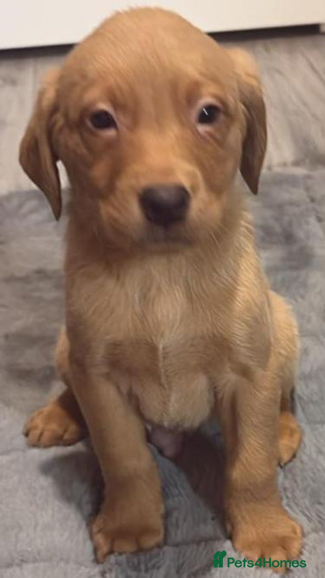 Labrador Retriever dogs for sale: Labrador puppies - Advert 7