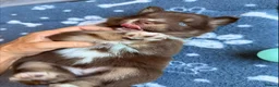 Pomsky dogs for sale: *Ready 1 week* 🇺🇸 Lines Rare Chocolate F3s  - Advert 21
