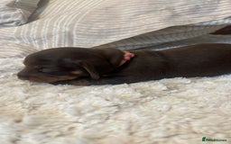 Miniature Dachshund dogs for sale: Mini Dachshund puppies   - Image 12