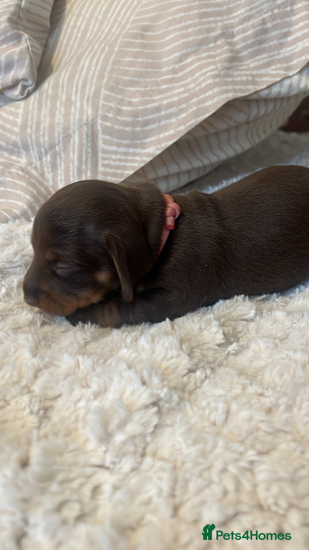 Miniature Dachshund dogs for sale: Mini Dachshund puppies   - Image 12