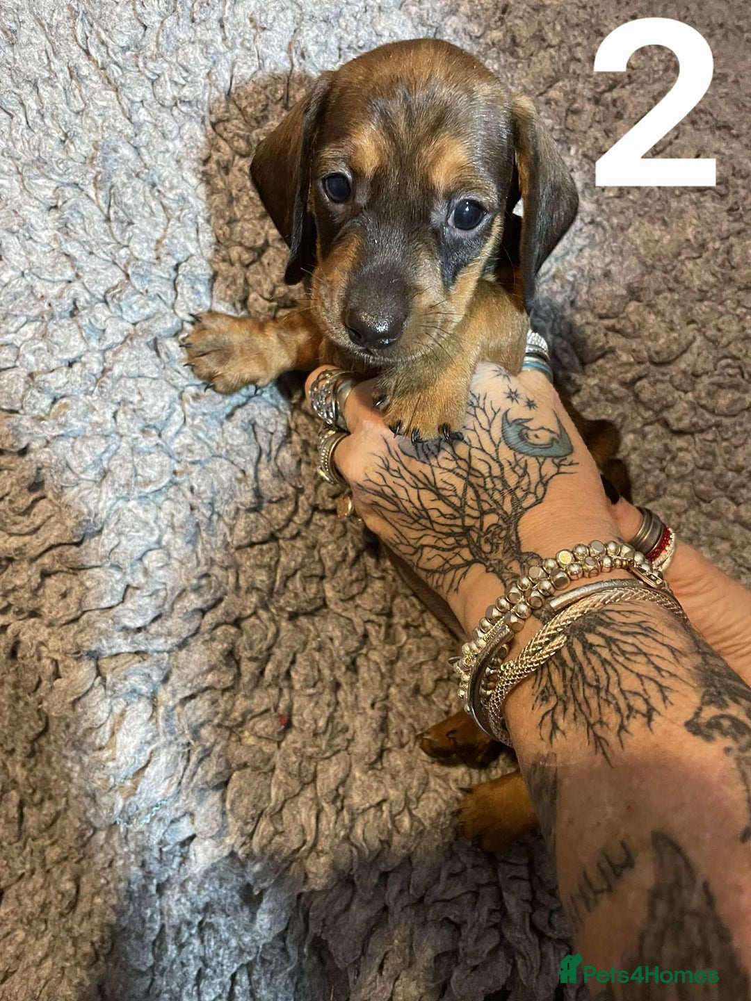 Dachshund dogs for sale: Stunning Litter of dachshund Puppies - Advert 6