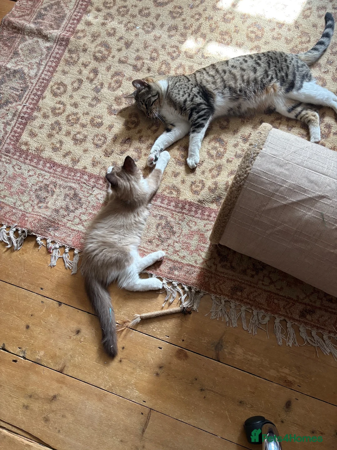 Ragdoll cats for sale: Ragdoll kitten in Colchester - Advert 5