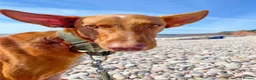 Ibizan Hound dogs for adoption: Pedro - foster or adoption considered  in Hungerford - Advert 5