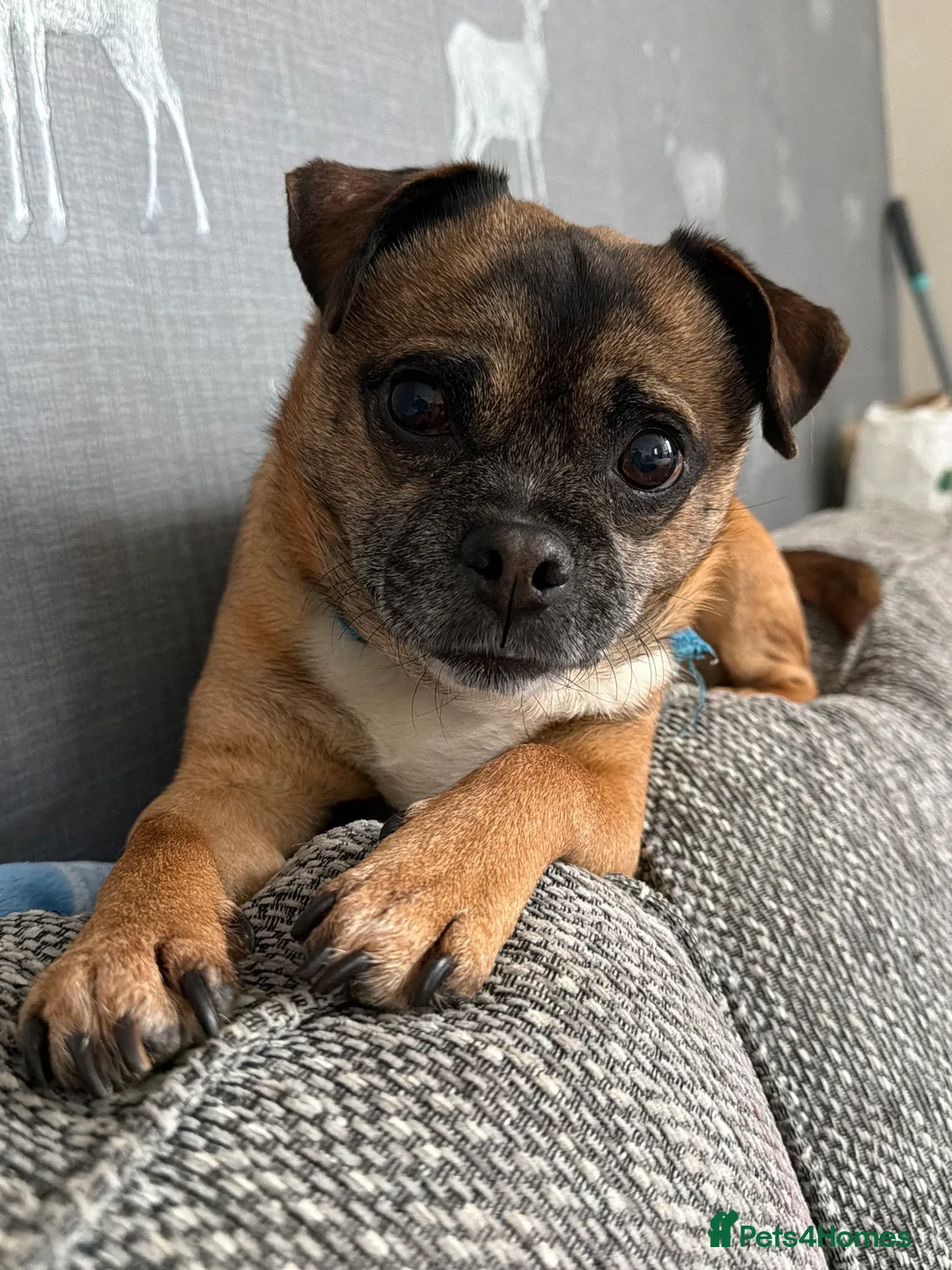 Mixed Breed dogs for sale: Rocco the jug - Advert 8