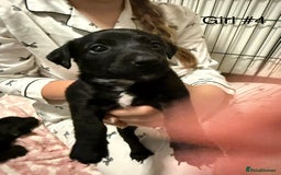 Mixed Breed dogs for sale: Puppies  - Advert 6