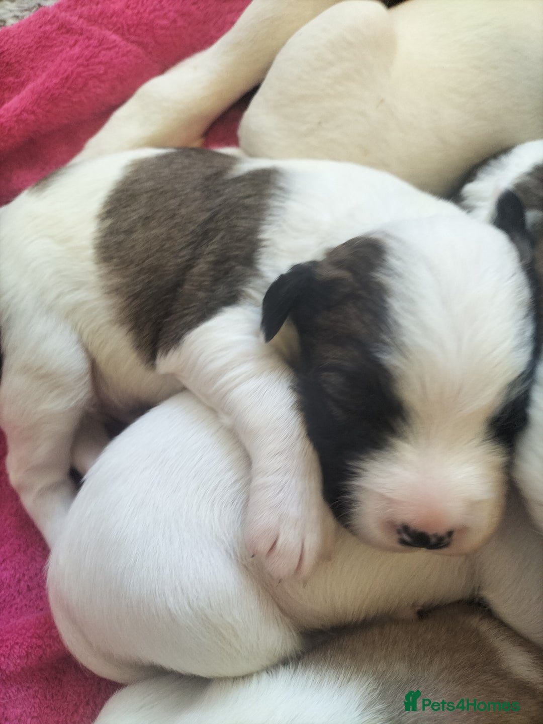 Mixed Breed dogs for sale: Cute litter of puppies  - Advert 25