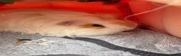 Guinea Pig rodents for sale: Three girl guinea pigs bonded  - Advert 8