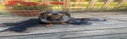 Miniature Dachshund dogs for sale:  KC Reg Miniature Dachshund Puppies - Advert 2