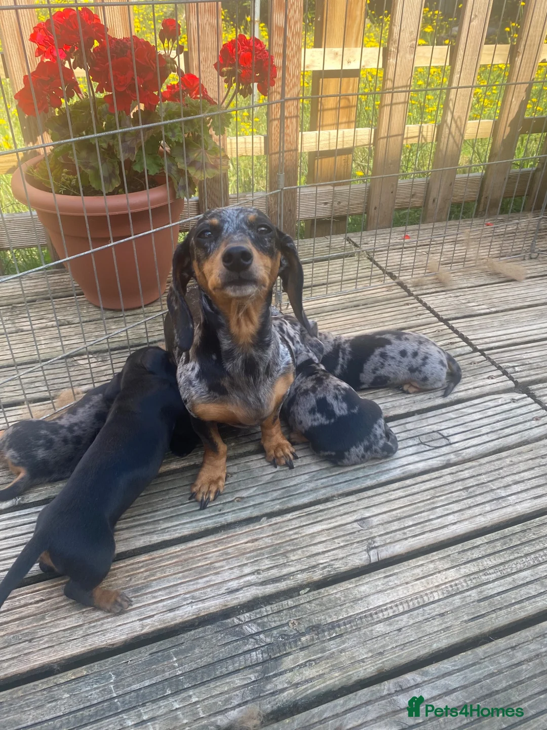 Miniature Dachshund dogs for sale:  KC Reg Miniature Dachshund Puppies - Advert 2