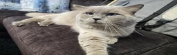 Ragdoll cats for sale: Lovely Litter of 3 Kittens Looking for Loving Home - Advert 16
