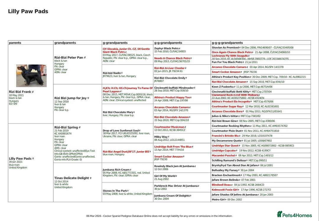 Cocker Spaniel dogs for sale: Waiting list open due 28th March  - Advert 2