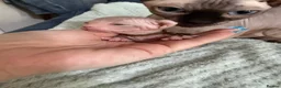 Sphynx cats for sale: ✨ Stunning 3 Elf Sphynx Kittens and one streight  - Advert 35