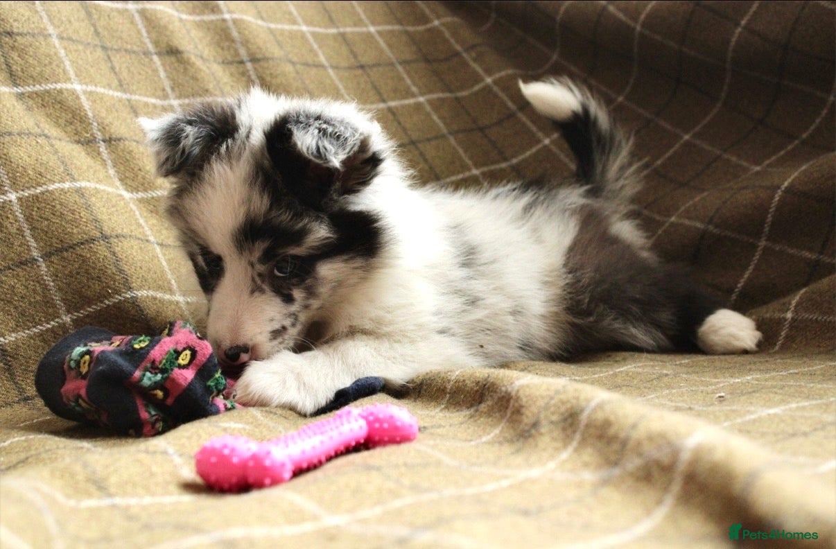 Border Collie dogs Beautiful long coated pups  - Advert 2