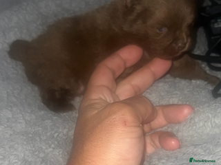 Pomeranian dogs - Advert 4