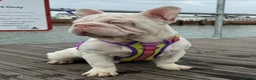 French Bulldog dogs for stud: Male pink  **  French bulldog - Advert 4