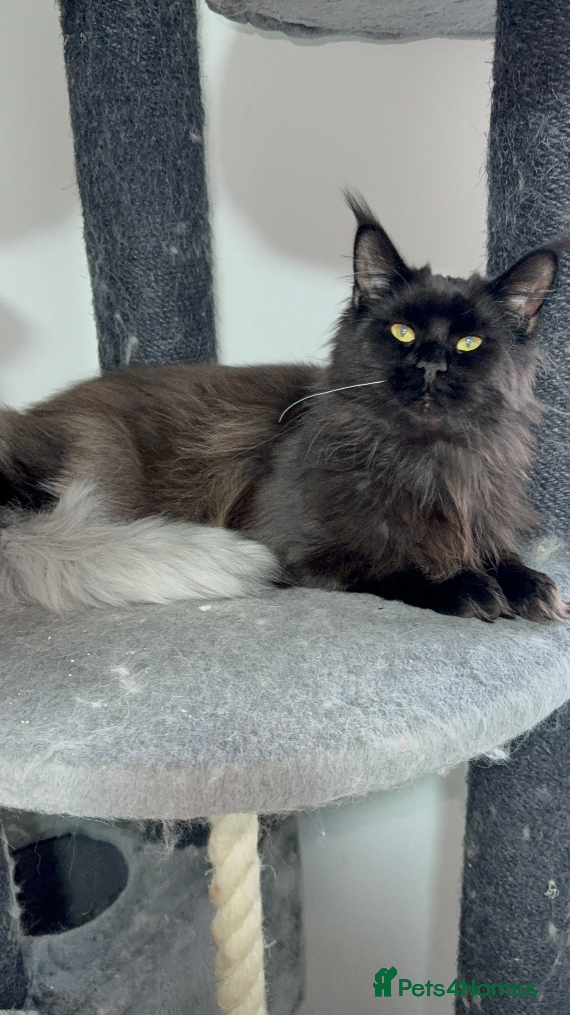 Maine Coon cats Tica registered black smoke female! - Advert 1