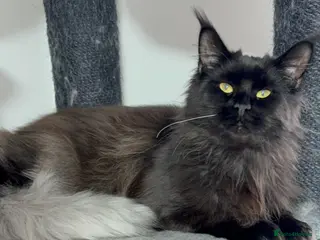 Maine Coon cats Tica registered black smoke female! - Advert 1