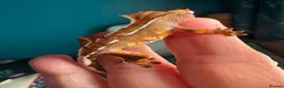 Gecko reptiles for sale: Baby gargoyle geckos and baby cresties lilys etx - Advert 25
