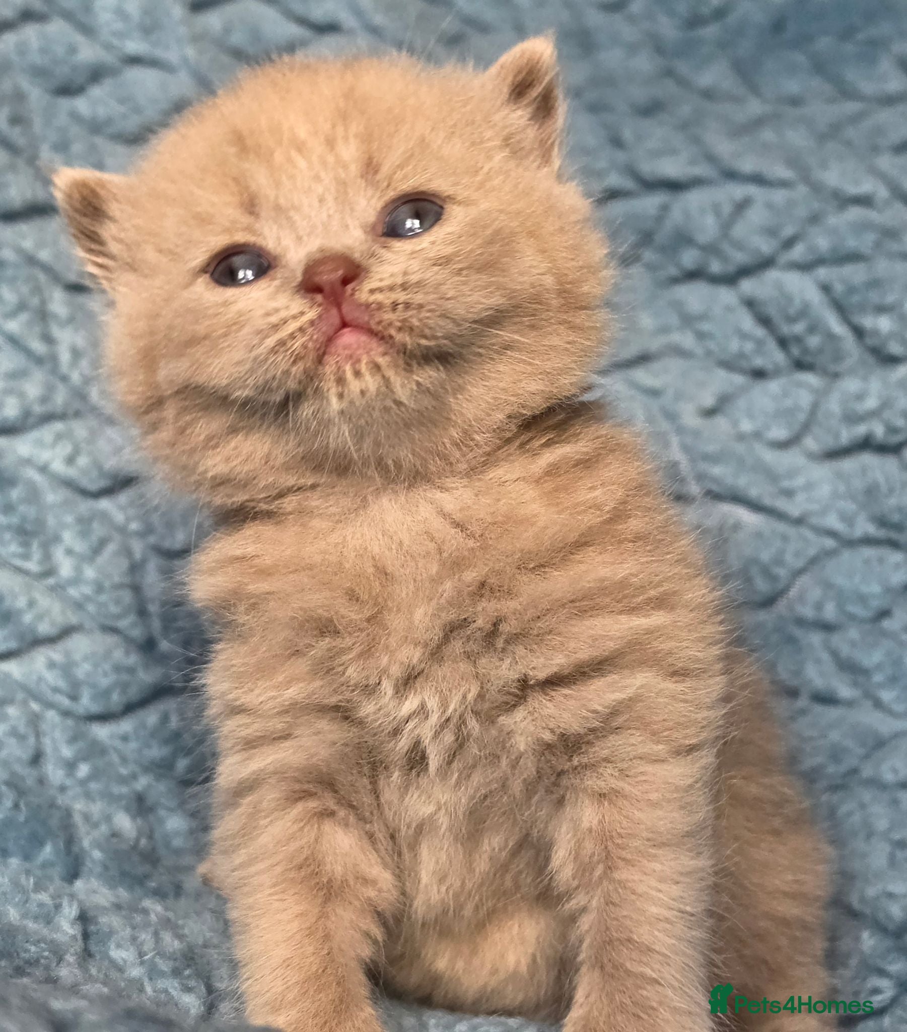 British Shorthair cats BSH and BLH TICA  reg kittens - Advert 8