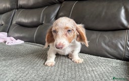 Miniature Dachshund dogs for sale: Mini longhair dachshunds - Image 2