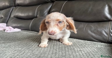 Miniature Dachshund dogs - Advert 5