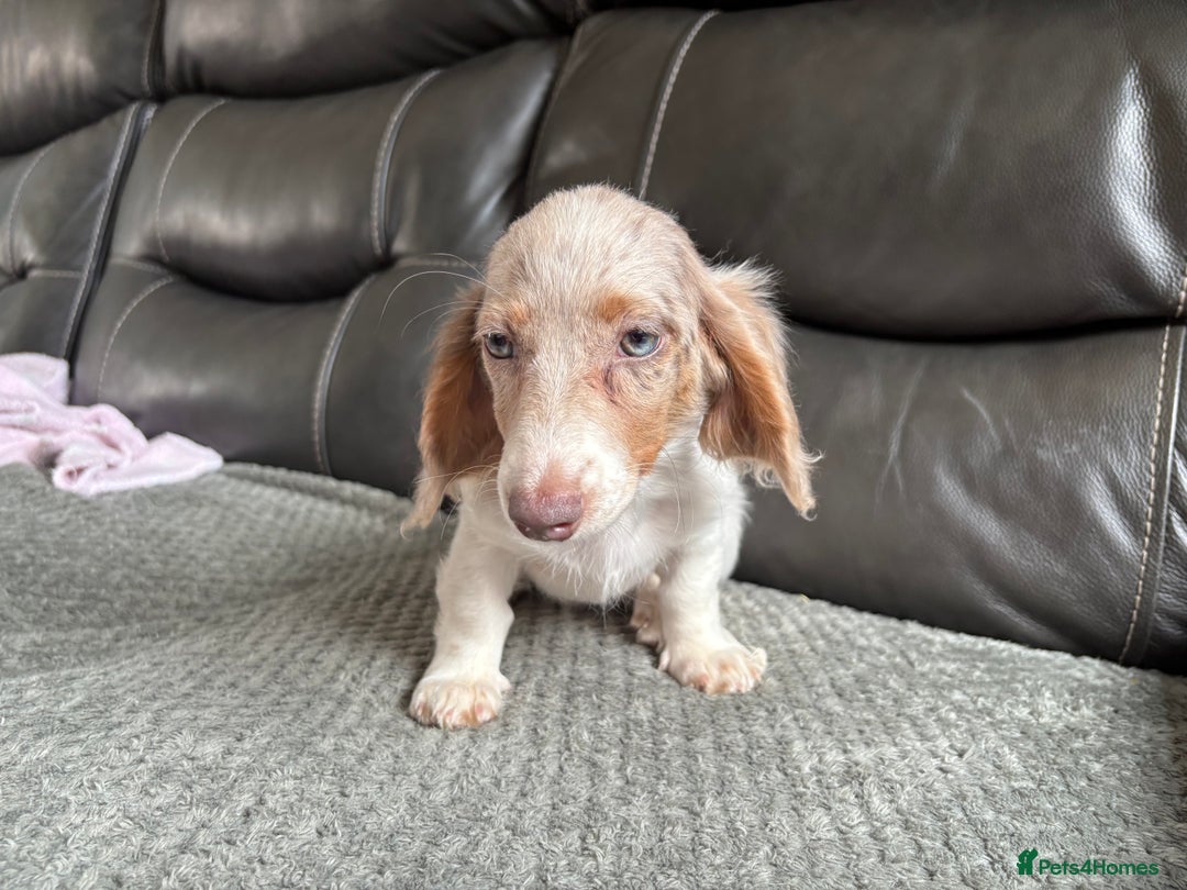 Miniature Dachshund dogs for sale: Mini longhair dachshunds - Image 2