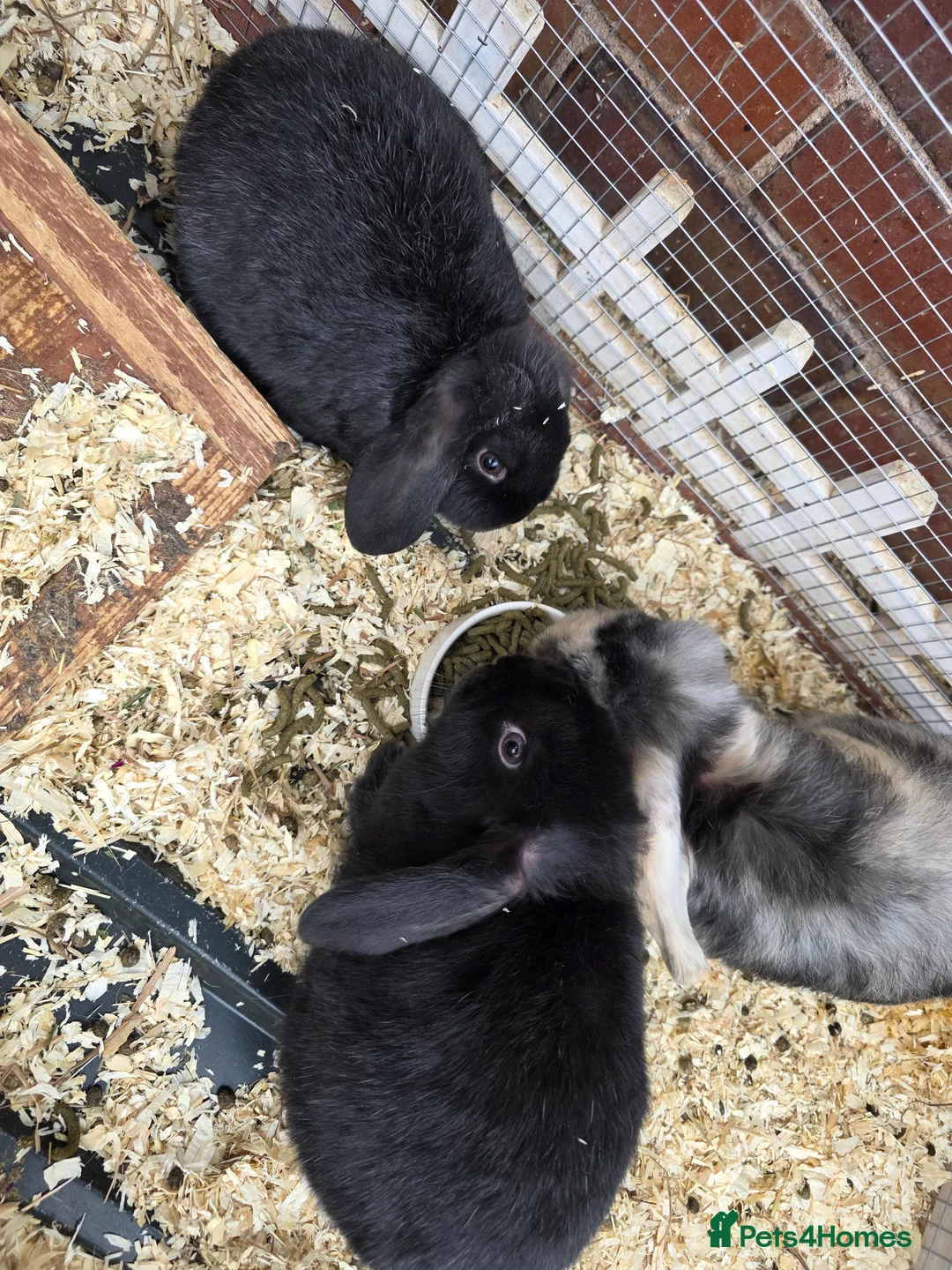 Mini Lop rabbits for sale: Mini loop  - Advert 1