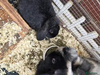 Mini Lop rabbits Mini loop - Advert 9