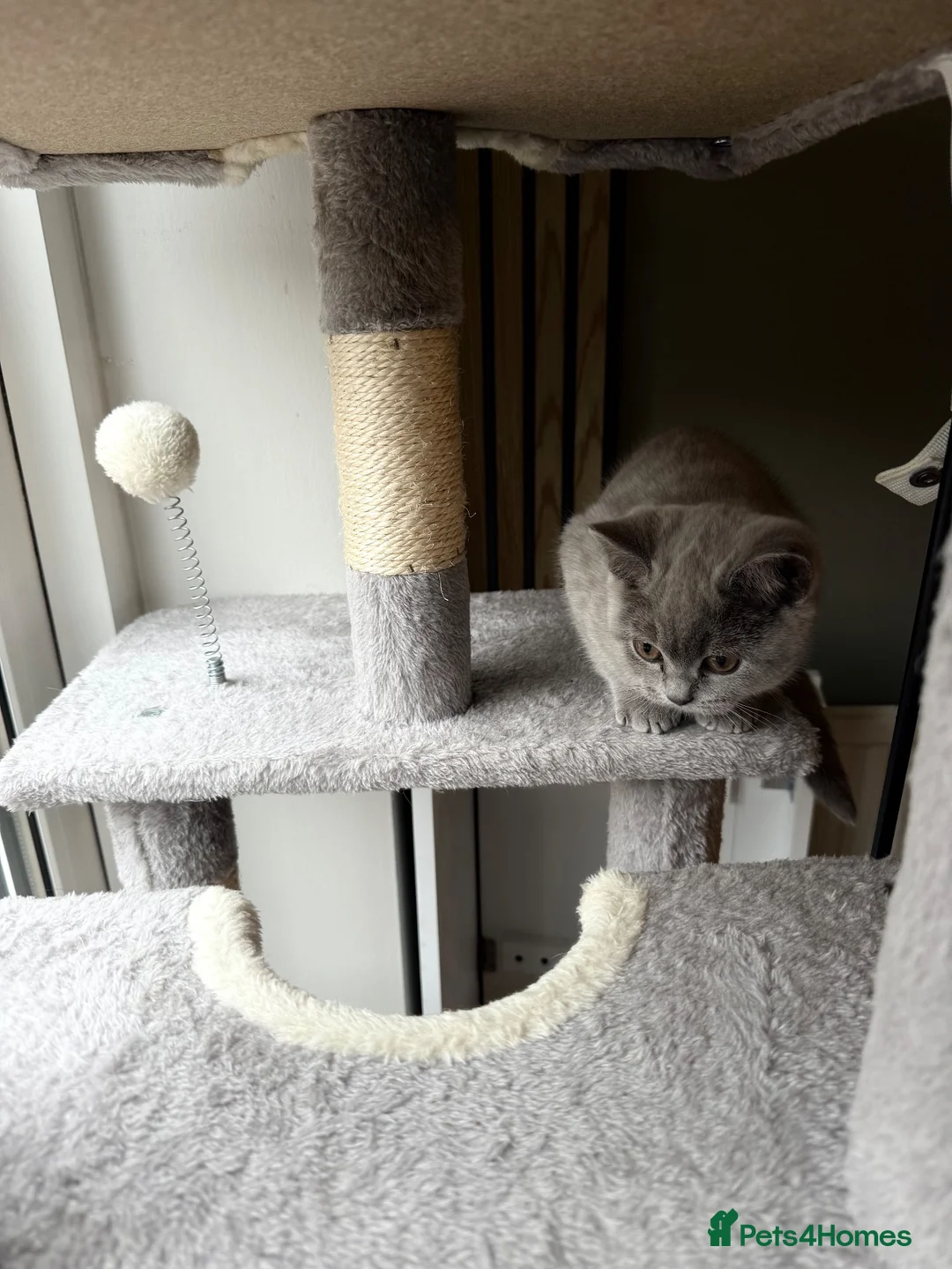 Scottish Fold cats for sale: Male cat - Advert 2