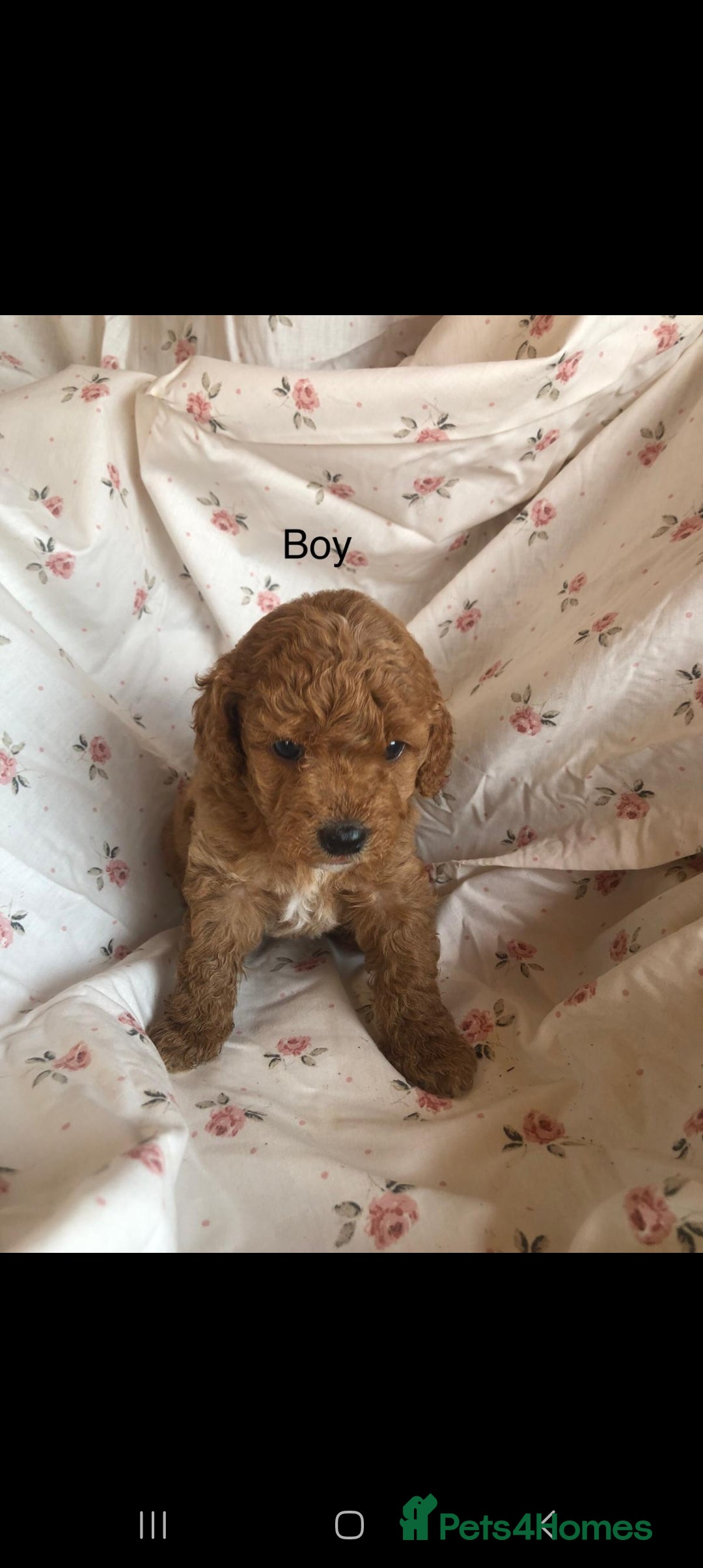 Cavapoo dogs for sale: F1B CAVAPOO PUPPIES  - Image 5