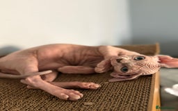 Sphynx cats for sale: Beautiful Sphynx Kittens Available  - Image 18
